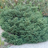 Birds Nest Spruce